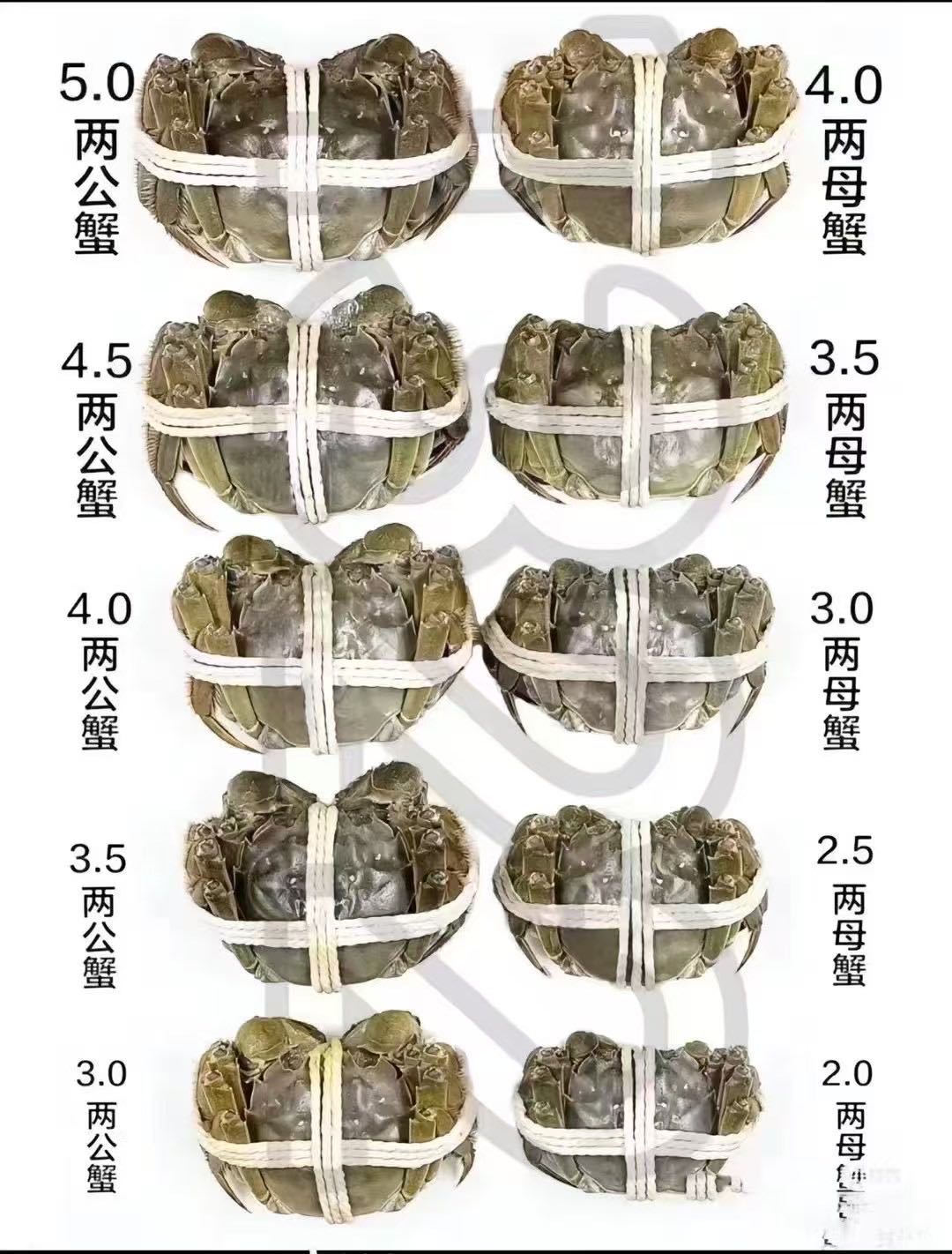 公蟹3两至5两、母蟹2两至4两实物大小规格对照